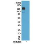 Thermo Fisher Scientific Rabbit anti-Mouse IgA Recombinant Secondary Antibody