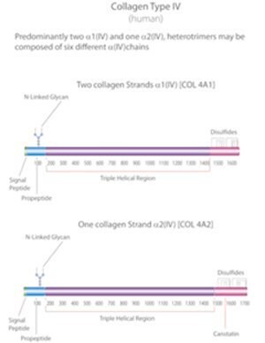 Merck BORNSTEIN AND TRAUB TYPE IV, SOLUTION, &