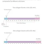 Merck BORNSTEIN AND TRAUB TYPE IV, SOLUTION, &