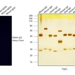 Thermo Fisher Scientific Goat anti-Rabbit IgG (H+L) Highly Cross-Adsorbed Secondary Antibody, Alexa Fluor Plus 800