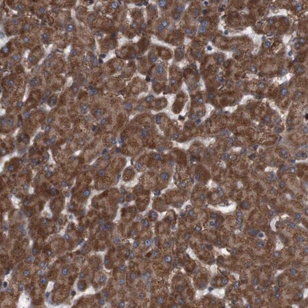 Merck Anti-SIGLEC8 antibody produced in rabbit