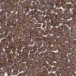 Merck Anti-SIGLEC8 antibody produced in rabbit