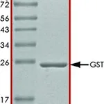 Merck GST PROTEIN, TAG-FREE