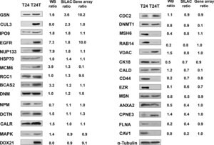 Merck MONOCLONAL ANTI-EZRIN (CLONE 3C12) FROM&
