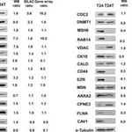 Merck MONOCLONAL ANTI-EZRIN (CLONE 3C12) FROM&