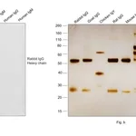 Thermo Fisher Scientific Donkey anti-Rabbit IgG (H+L) Cross-Adsorbed Secondary Antibody, HRP