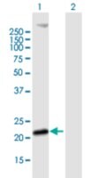 Merck ANTI-MS4A4A