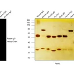 Thermo Fisher Scientific Goat anti-Rabbit IgG (H+L) Highly Cross-Adsorbed Secondary Antibody, Alexa Fluor Plus 680