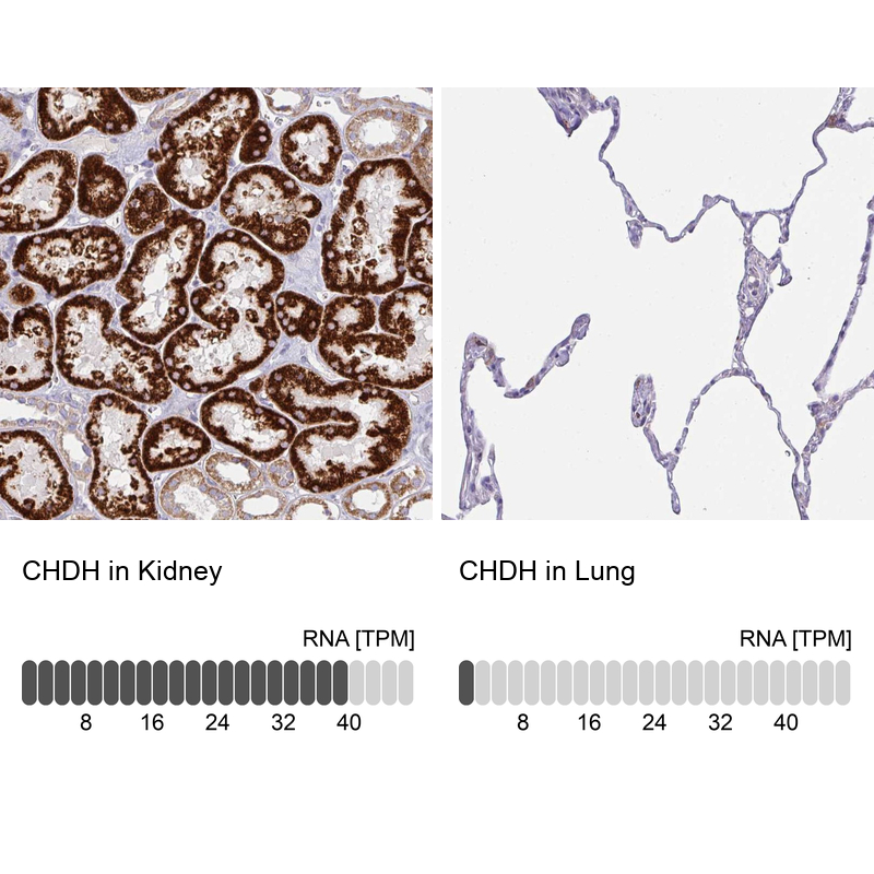 Atlas Antibodies Anti-CHDH Antibody