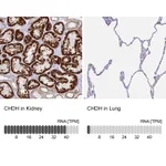 Atlas Antibodies Anti-CHDH Antibody