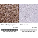 Atlas Antibodies Anti-CHGA Antibody