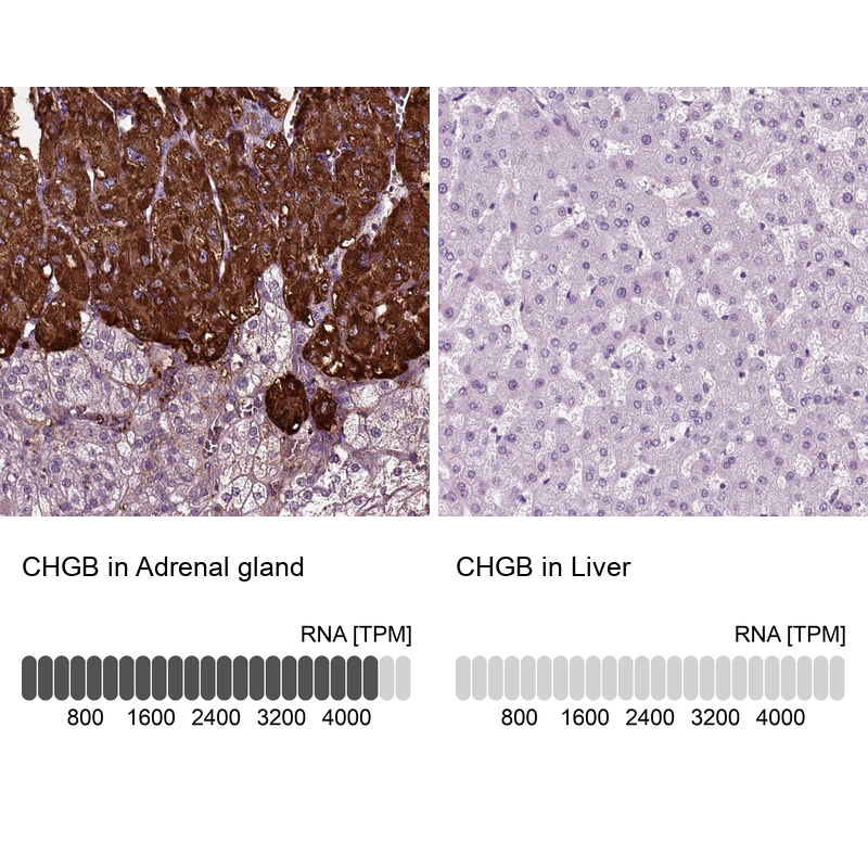Atlas Antibodies Anti-CHGB Antibody