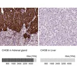 Atlas Antibodies Anti-CHGB Antibody