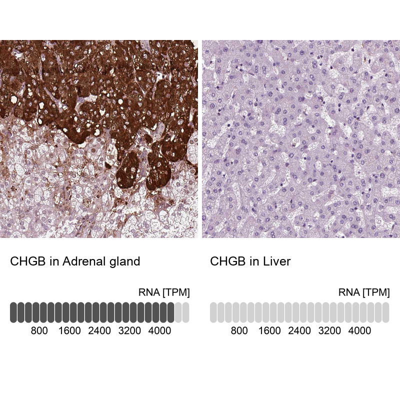 Atlas Antibodies Anti-CHGB Antibody