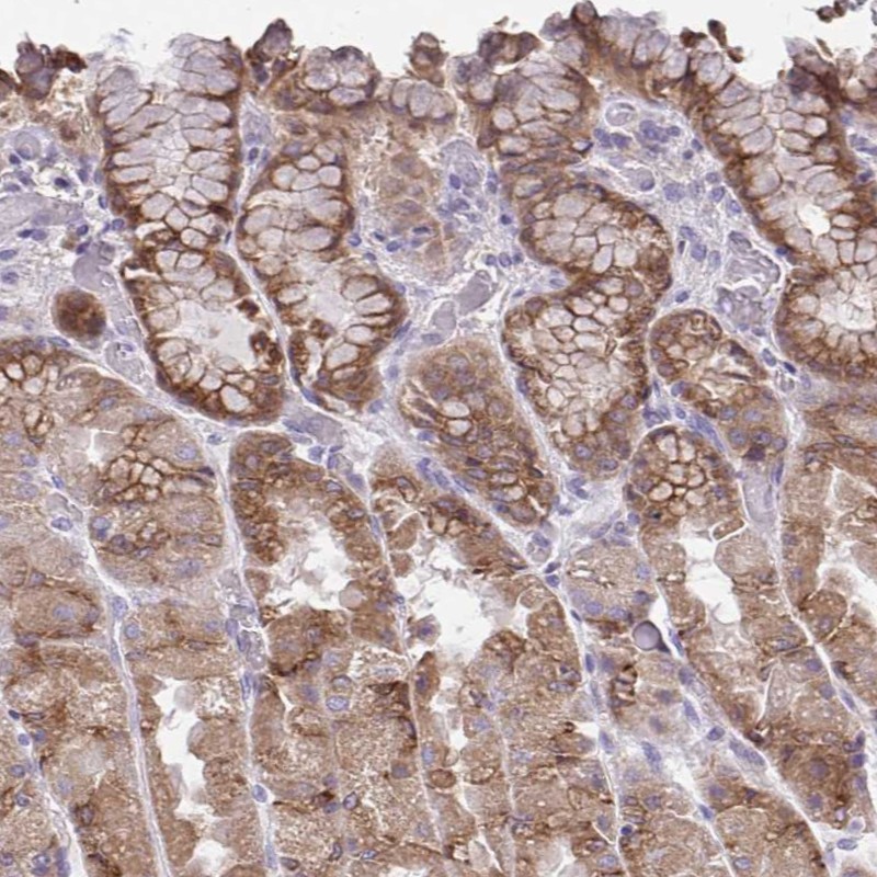 Atlas Antibodies Anti-CHIA Antibody