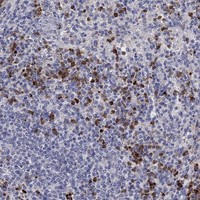 Atlas Antibodies Anti-CHIT1 Antibody