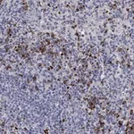 Atlas Antibodies Anti-CHIT1 Antibody