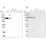 Atlas Antibodies Anti-CHML Antibody