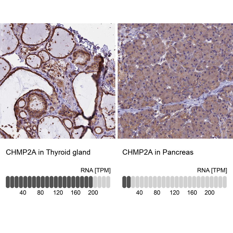 Atlas Antibodies Anti-CHMP2A Antibody