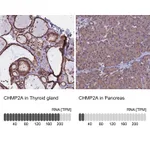 Atlas Antibodies Anti-CHMP2A Antibody