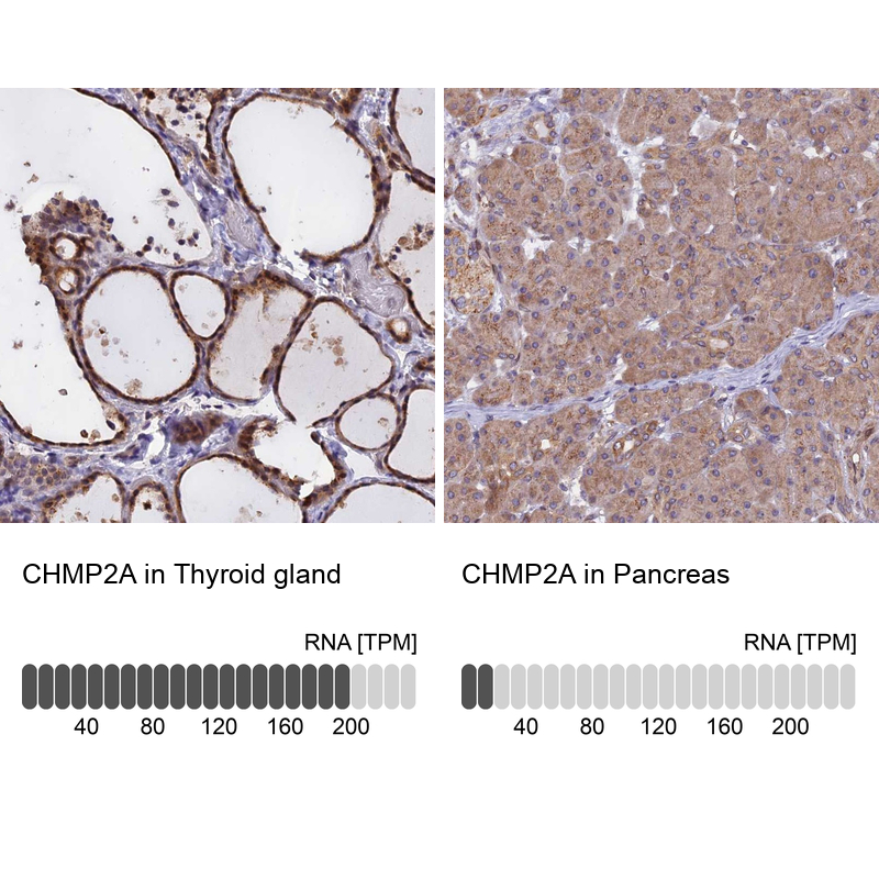 Atlas Antibodies Anti-CHMP2A Antibody
