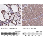 Atlas Antibodies Anti-CHMP2A Antibody