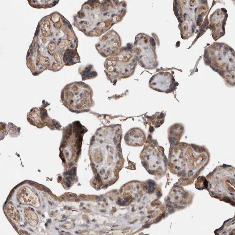 Atlas Antibodies Anti-CHML Antibody