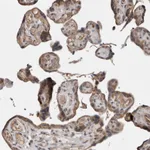 Atlas Antibodies Anti-CHML Antibody