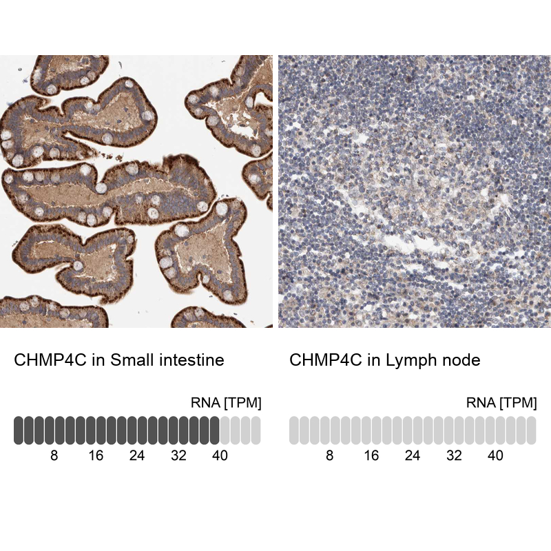 Atlas Antibodies Anti-CHMP4C Antibody