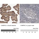 Atlas Antibodies Anti-CHMP4C Antibody