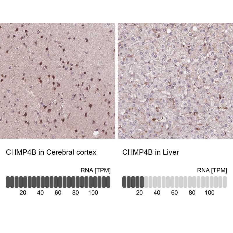 Atlas Antibodies Anti-CHMP4B Antibody