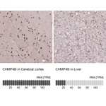 Atlas Antibodies Anti-CHMP4B Antibody