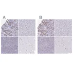 Atlas Antibodies Anti-CHMP5 Antibody