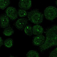 Atlas Antibodies Anti-CHN2 Antibody