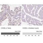 Atlas Antibodies Anti-CHODL Antibody
