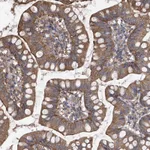 Atlas Antibodies Anti-CHPF Antibody
