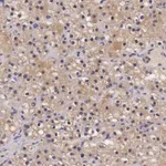 Atlas Antibodies Anti-CHRDL1 Antibody