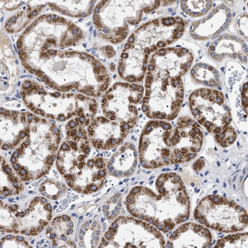 Atlas Antibodies Anti-CHRDL2 Antibody