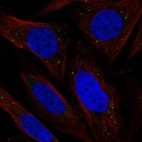 Atlas Antibodies Anti-CHRDL2 Antibody