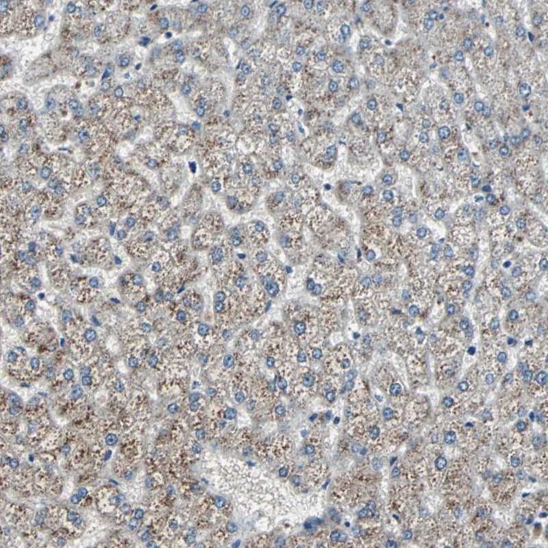 Atlas Antibodies Anti-CHP1 Antibody