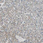 Atlas Antibodies Anti-CHP1 Antibody