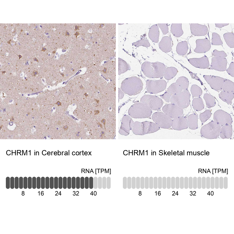 Atlas Antibodies Anti-CHRM1 Antibody