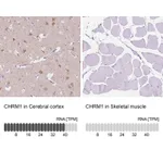 Atlas Antibodies Anti-CHRM1 Antibody