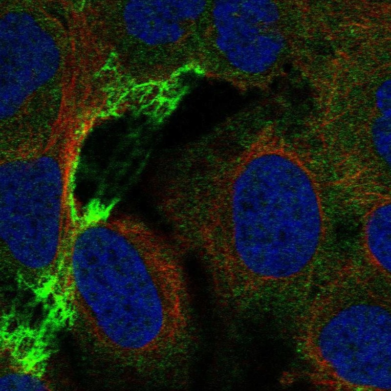 Atlas Antibodies Anti-CHRNA5 Antibody