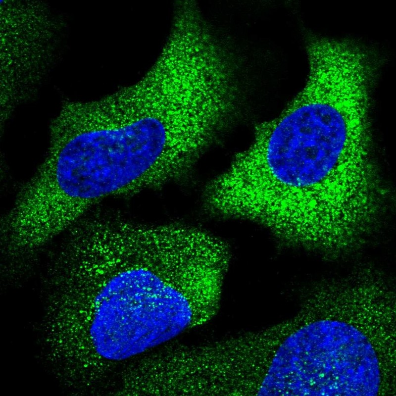 Atlas Antibodies Anti-CHST10 Antibody