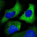Atlas Antibodies Anti-CHST10 Antibody