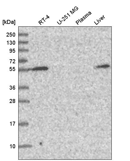 Atlas Antibodies Anti-CHST3 Antibody