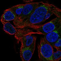 Atlas Antibodies Anti-CHST13 Antibody
