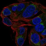Atlas Antibodies Anti-CHST13 Antibody