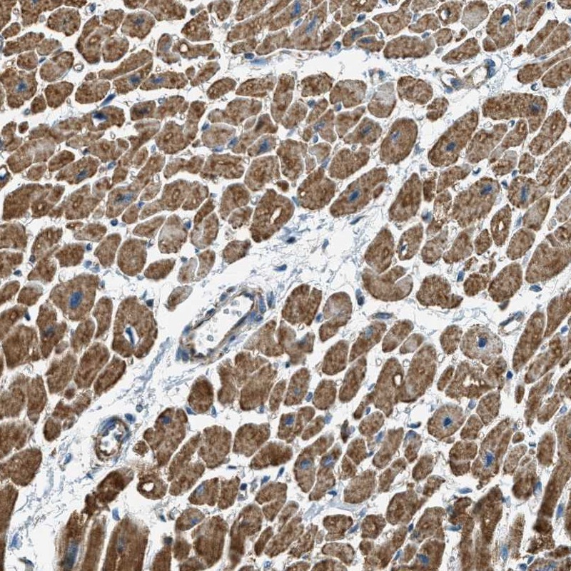Atlas Antibodies Anti-CHST15 Antibody